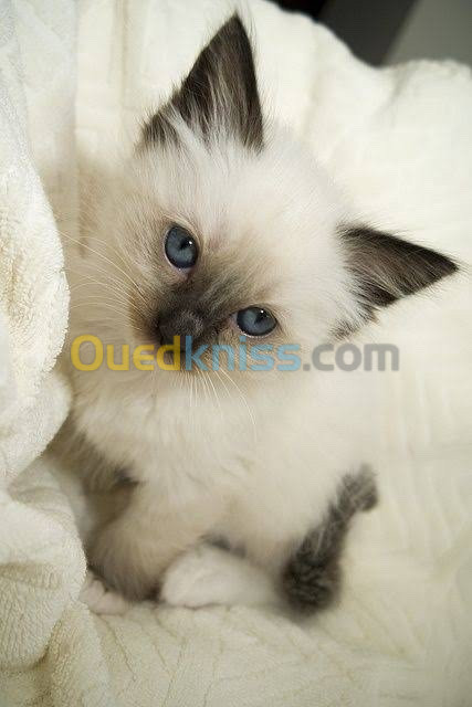 Chatons Siamois Ragdoll Poils Long