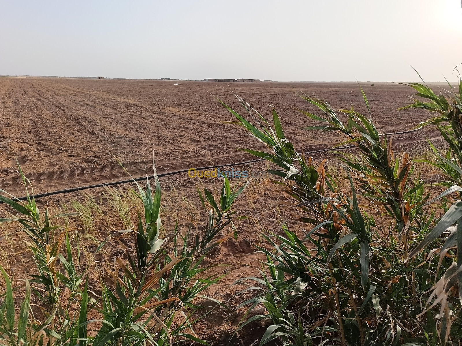 Vente Terrain Agricole Djelfa Benhar