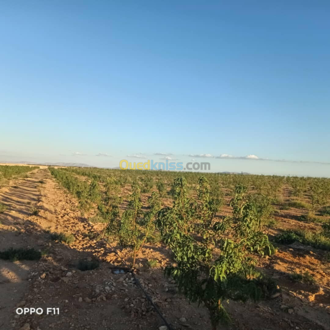 Vente Terrain Agricole Djelfa Benhar