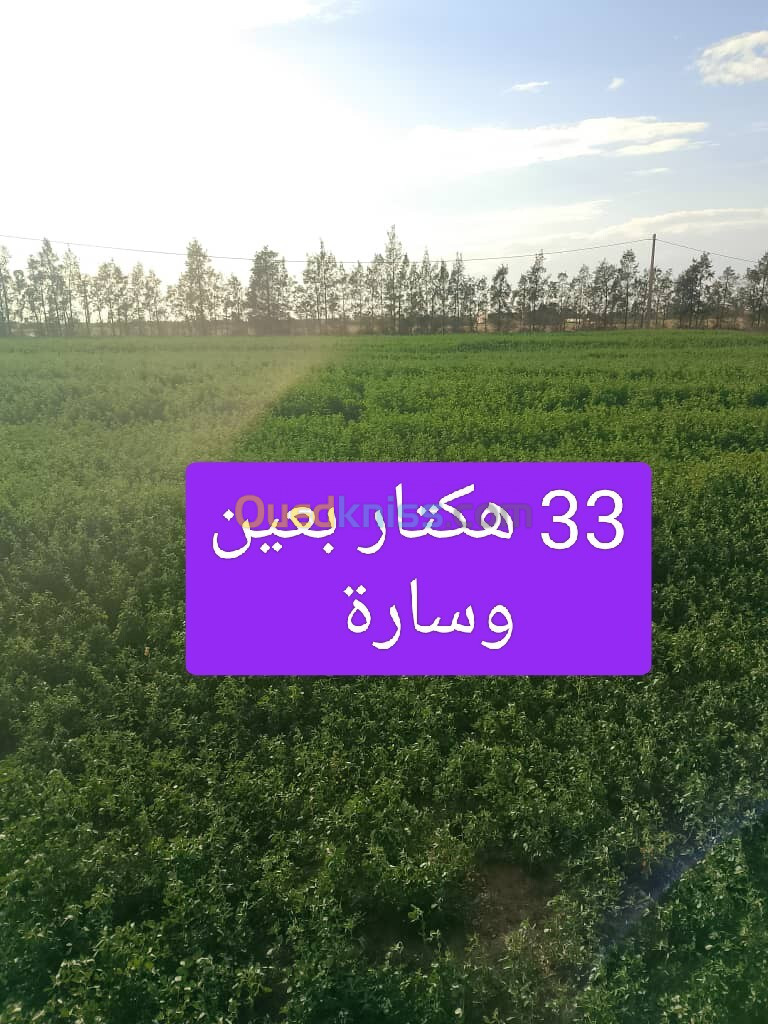 Vente Terrain Agricole Djelfa Ain oussara