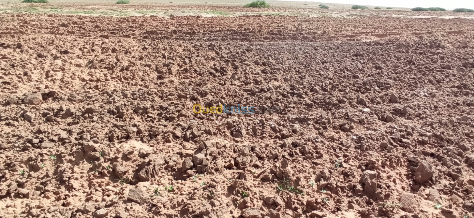 Vente Terrain Agricole Djelfa Ain oussara