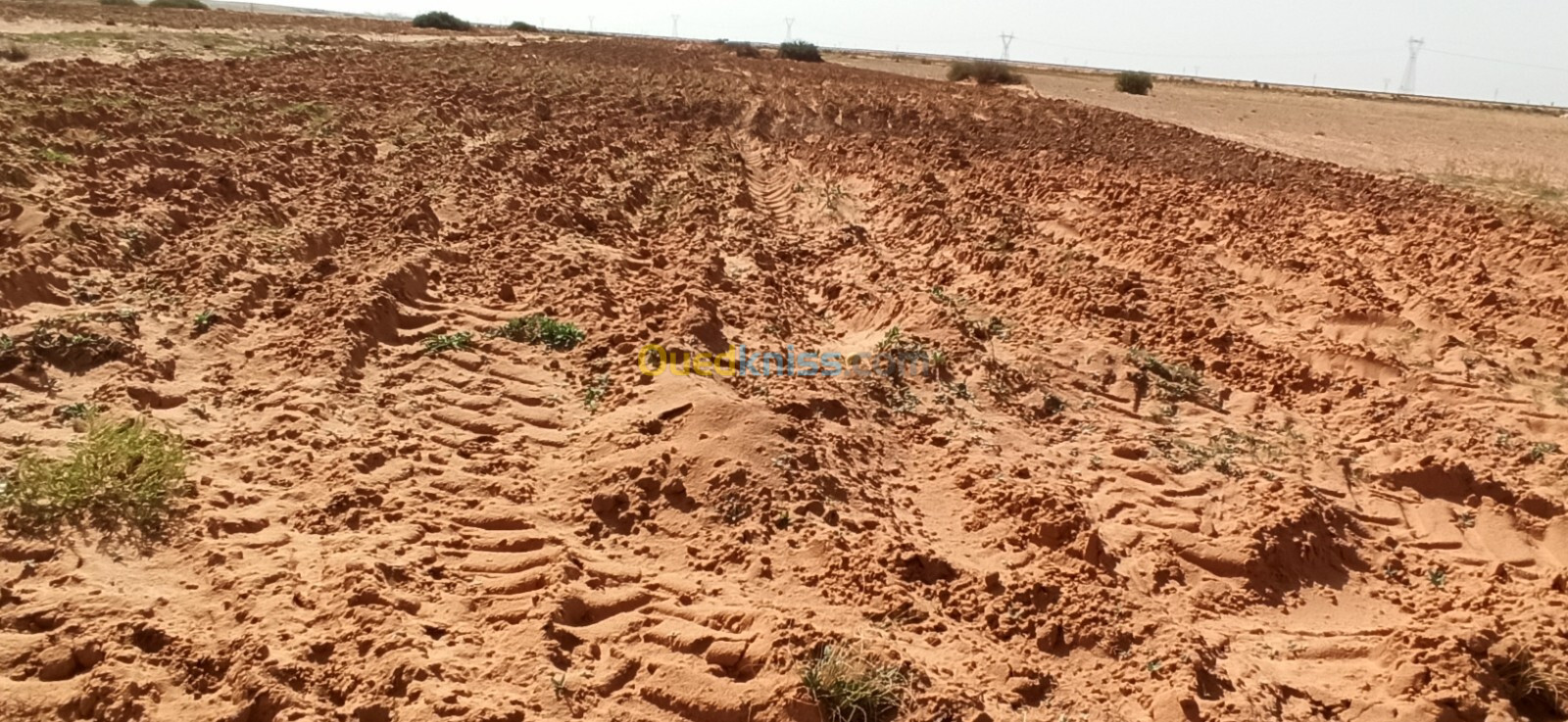 Vente Terrain Agricole Djelfa Ain oussara