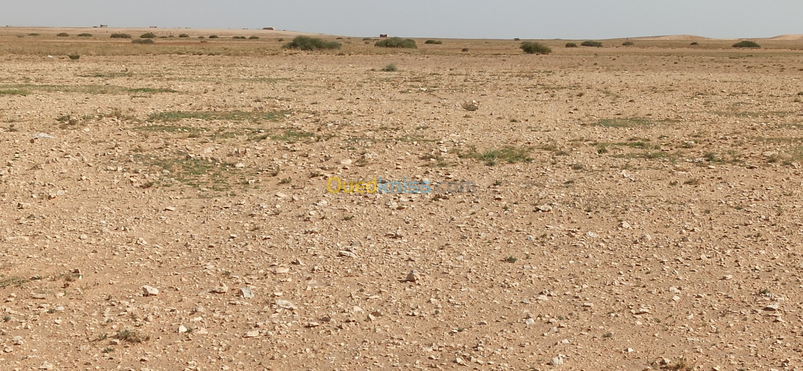 Vente Terrain Agricole Djelfa Ain oussara