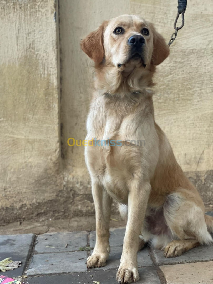 chien golden retriever