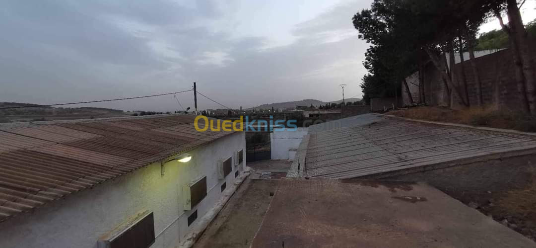 Vente Terrain Agricole Sidi Bel Abbès Ain el berd