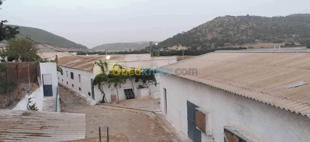 Vente Terrain Agricole Sidi Bel Abbès Ain el berd