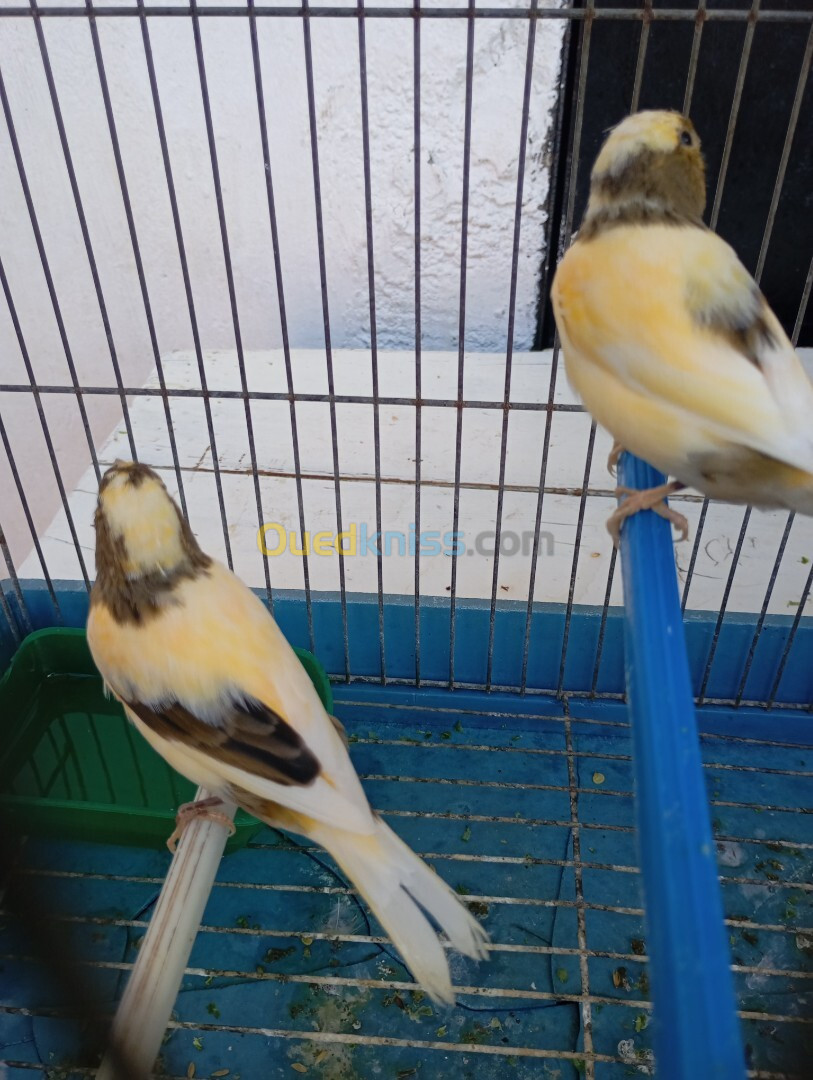 Canari 