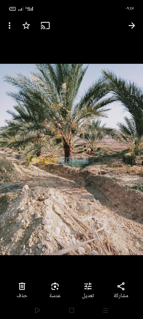 Vente Terrain Agricole Biskra Biskra