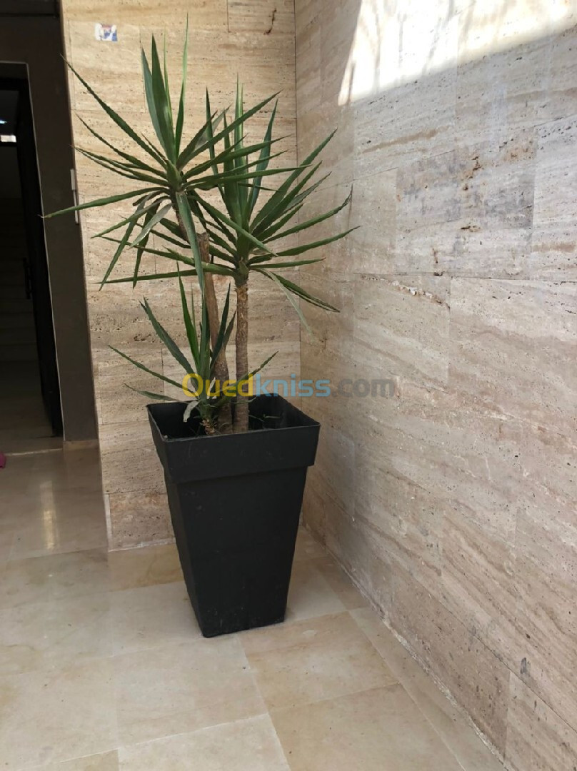 Vente Appartement F4 Alger El achour