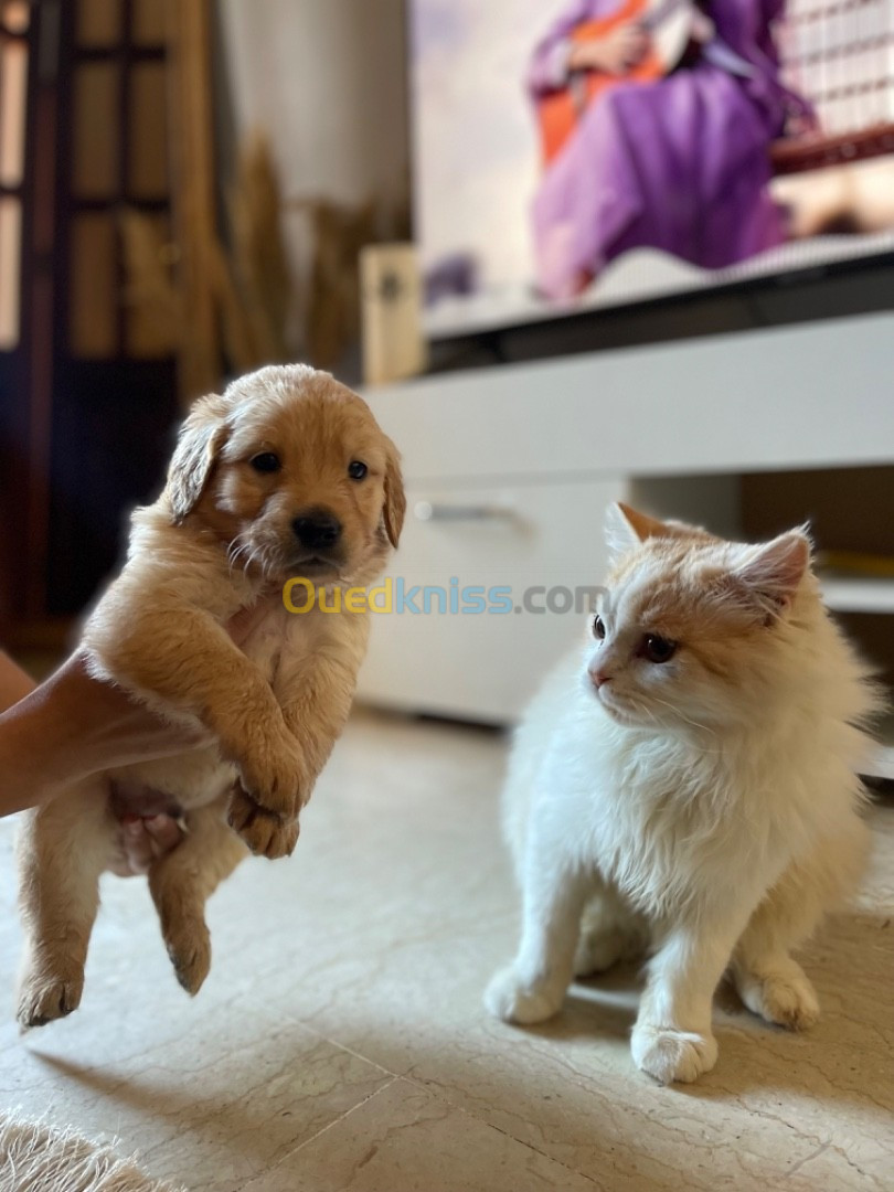 Chiots Golden retriever Original 