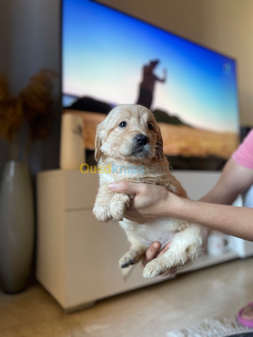 Chiots Golden retriever Original 