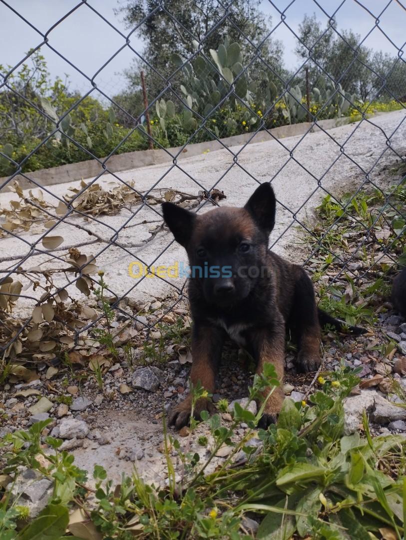 Chiots malinois charboné 