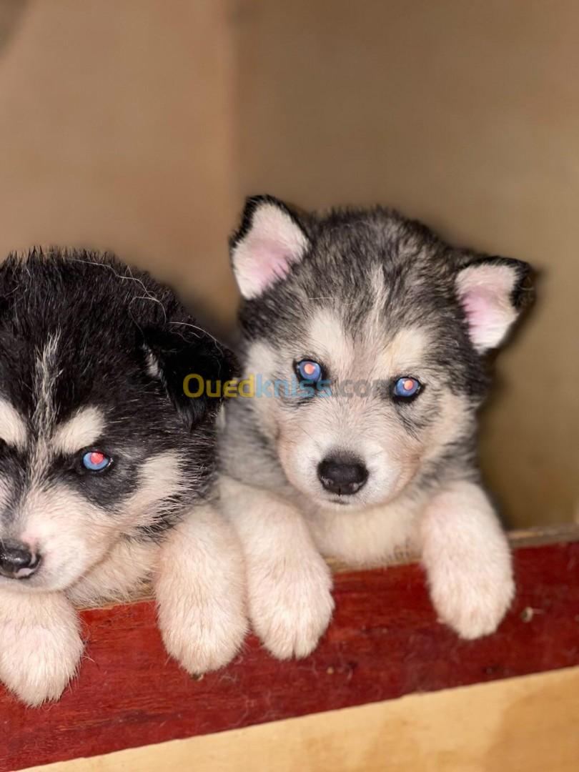 Husky sibérien pure raceهاسكي