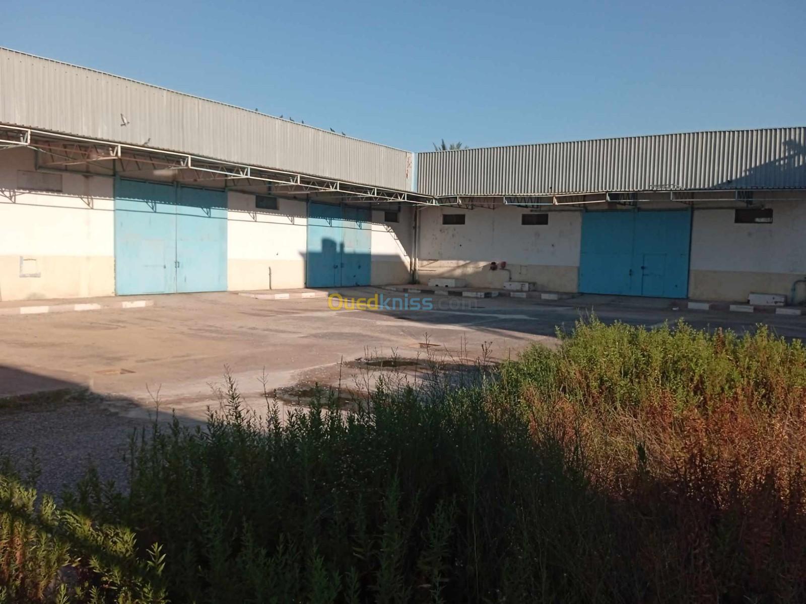 Location Hangar El taref Bouteldja