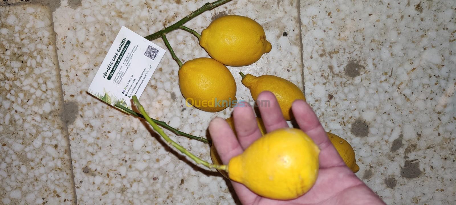 Citron Eurêka ليمون الوريكا 4فصول 