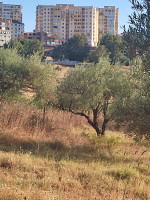 terrain-vente-tizi-ouzou-azazga-algerie