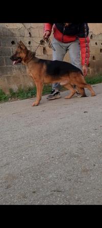 chien-male-berger-allemand-mouzaia-blida-algerie