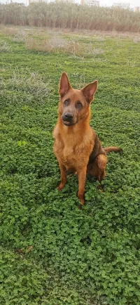 Berger allemand bleu yeux bleu 