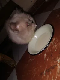 Persan