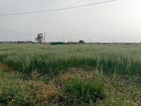 أرض-فلاحية-بيع-الجلفة-عين-وسارة-الجزائر