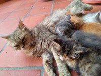 قطة-chaton-persan-بئر-مراد-رايس-الجزائر