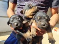 Chiots rottweiller 