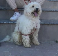 Caniche 