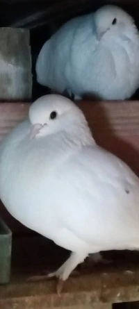 pigeons blanc حمام ابيض حضان منتج