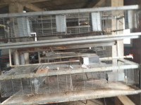 أكسسوارات-للحيوانات-ventes-des-cages-lapin-بني-زمنزر-تيزي-وزو-الجزائر