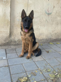 chien-male-berger-allemand-6-mois-pedigre-baraki-alger-algerie