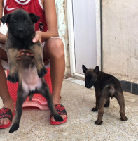 chien-les-chiot-malinois-جراء-مالينوا-remchi-tlemcen-algerie