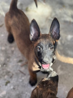 chien-femelle-malinois-baraki-alger-algerie