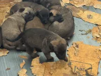 Chiot malinois 