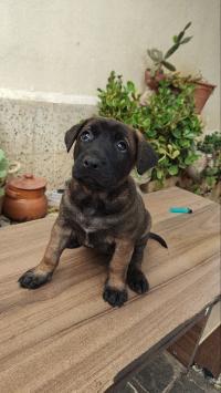 كلب-femelle-malinois-charbonnet-حسين-داي-الجزائر