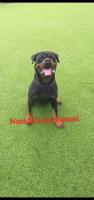 chien-les-chiots-rottweiler-bab-el-oued-alger-algerie