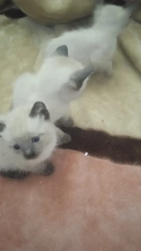Chats siamois âgé 1 mois