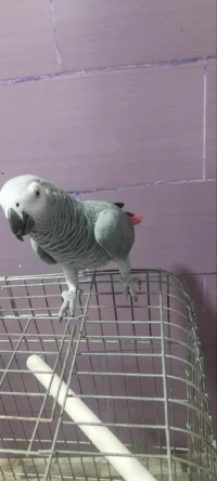 Perroquet gabonais