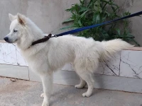 husky