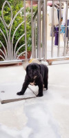 chien-cane-corso-chiot-cheraga-alger-algerie