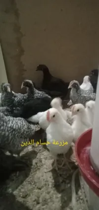 فلوس ليجهورن ايطالي استرالوب وبلايموث 
