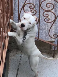 Chien dog argentin