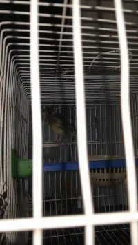 Canari 