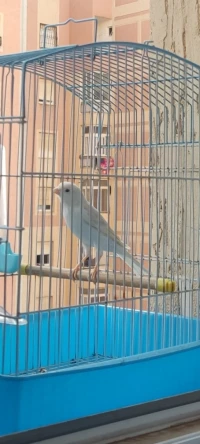 Canari satiné blanc
