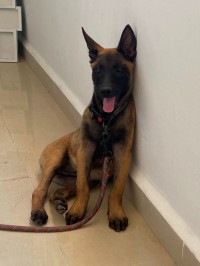 كلب-malinois-chiot-برج-الكيفان-الجزائر