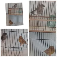 بومرداس