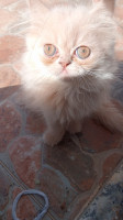 chat-chaton-persan-chinchilla-bir-el-djir-oran-algerie