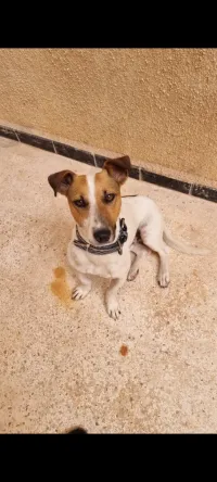 Jack russel