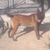 كلب-malinois-الأبيار-الجزائر