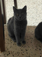 chat-british-shorthair-bir-mourad-rais-alger-algerie