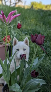 Chiot husky sibérien جروة هاسكي